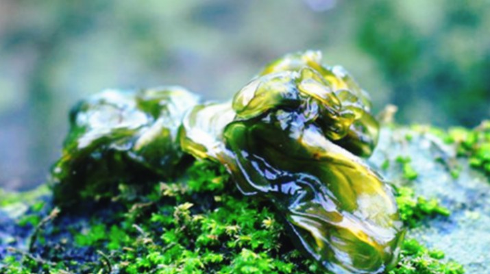 享游渭河源丨舌尖上的渭河源，野菜飄香的春日盛宴