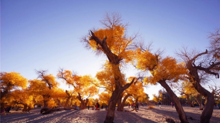 踏歌而行，文旅融合綻芳華——甘肅文旅產(chǎn)業(yè)集團(tuán)六年發(fā)展紀(jì)實(shí)